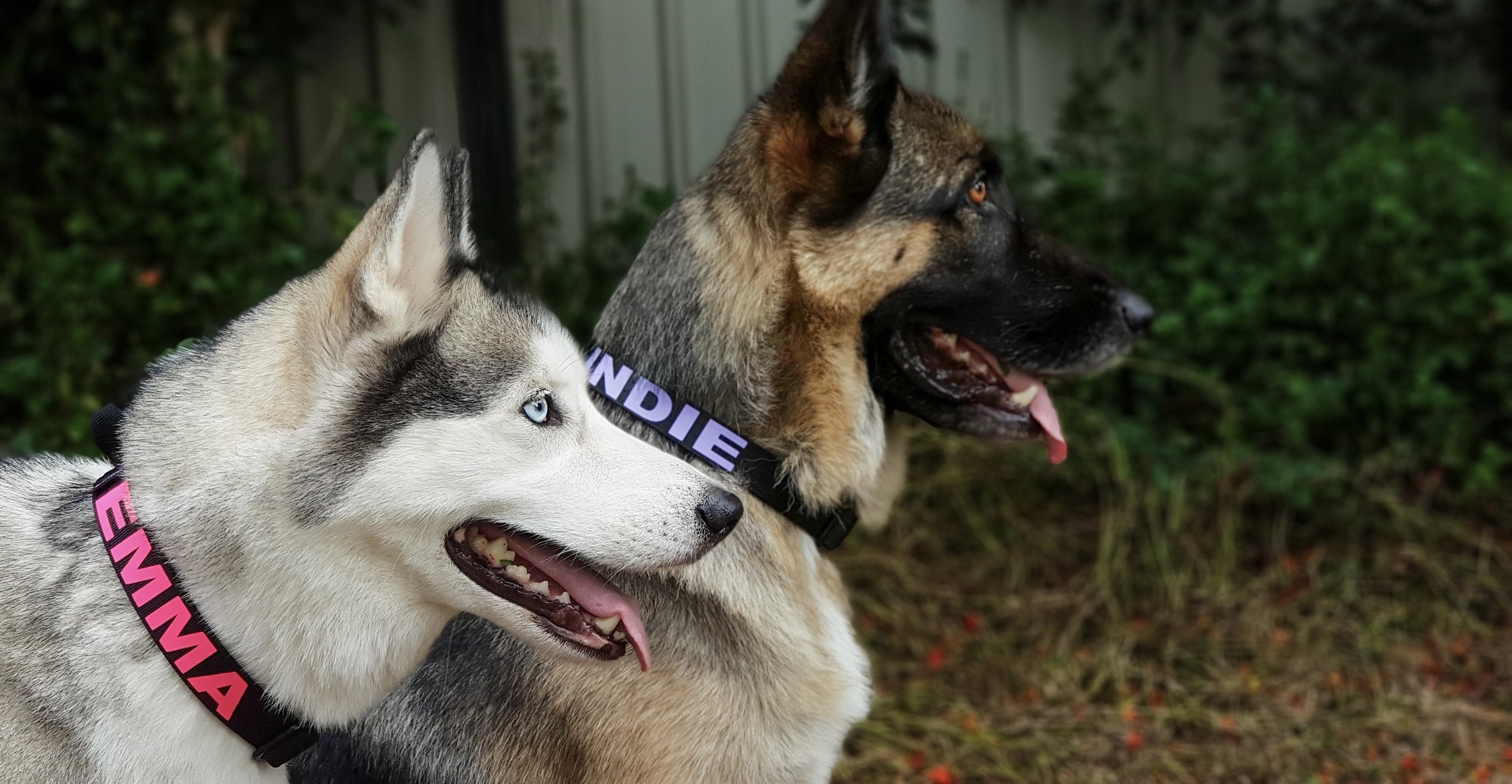 Personalised Dog Harness Australia personalised-dog-harness-australia